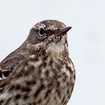 _04A8307  Pipit